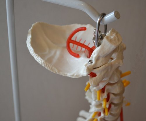 Super Flexible Spine Model with Pelvis and Femur Heads, Life Size, 87cm/34”