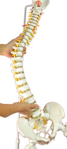 Super Flexible Spine Model with Pelvis and Femur Heads, Life Size, 87cm/34”