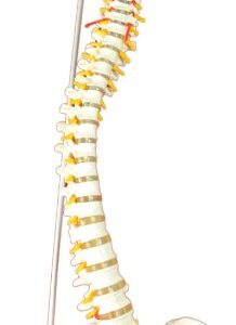 Super Flexible Spine Model with Pelvis and Femur Heads, Life Size, 87cm/34”