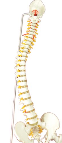 Super Flexible Spine Model with Pelvis and Femur Heads, Life Size, 87cm/34”