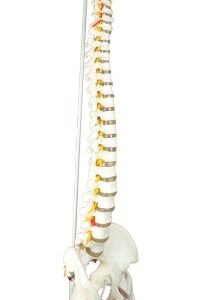 Super Flexible Spine Model with Pelvis and Femur Heads, Life Size, 87cm/34”