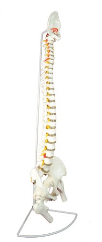 Super Flexible Spine Model with Pelvis and Femur Heads, Life Size, 87cm/34”