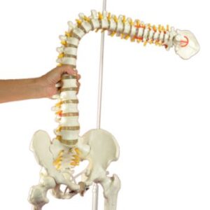 Super Flexible Spine Model with Pelvis and Femur Heads, Life Size, 87cm/34”