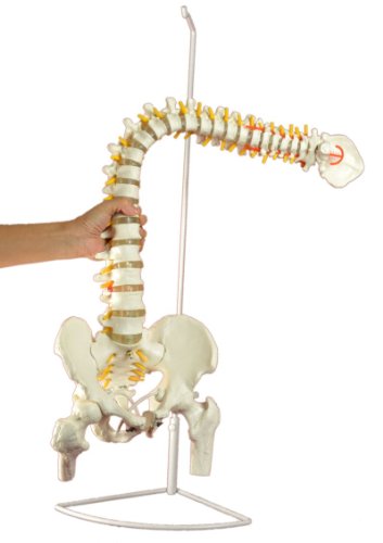 Super Flexible Spine Model with Pelvis and Femur Heads, Life Size, 87cm/34”