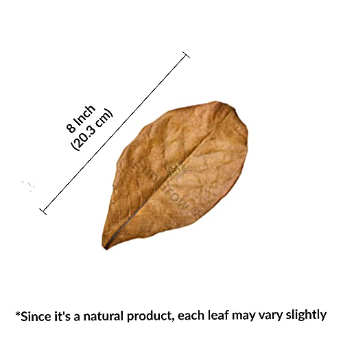 SunGrow Betta Leaves, 8”, 10 Pcs Beneficial Large Catappa Indian Almond Leaves for Overall Development in Fish Tank Aquarium, Water Conditioner Leaves Lower pH