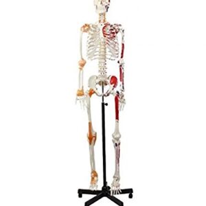 Wellden Product Anatomical Human Muscular Skeleton Model, w/Ligament, Numbered, Life Size 170cm