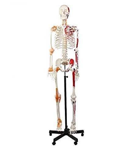 Wellden Product Anatomical Human Muscular Skeleton Model, w/Ligament, Numbered, Life Size 170cm