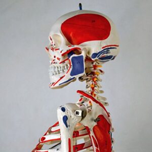 Wellden Product Anatomical Human Muscular Skeleton Model, w/Ligament, Numbered, Life Size 170cm