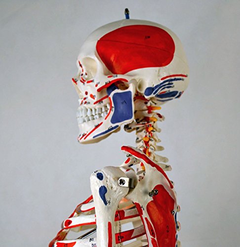 Wellden Product Anatomical Human Muscular Skeleton Model, w/Ligament, Numbered, Life Size 170cm