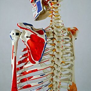 Wellden Product Anatomical Human Muscular Skeleton Model, w/Ligament, Numbered, Life Size 170cm