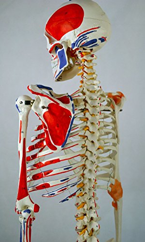 Wellden Product Anatomical Human Muscular Skeleton Model, w/Ligament, Numbered, Life Size 170cm