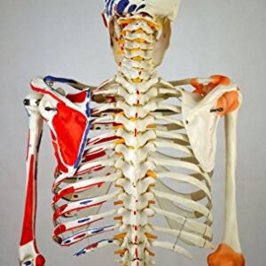 Wellden Product Anatomical Human Muscular Skeleton Model, w/Ligament, Numbered, Life Size 170cm