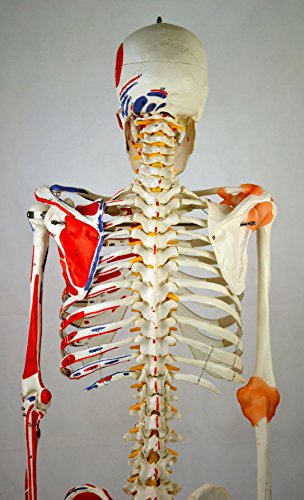 Wellden Product Anatomical Human Muscular Skeleton Model, w/Ligament, Numbered, Life Size 170cm