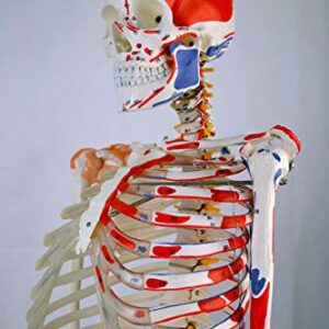 Wellden Product Anatomical Human Muscular Skeleton Model, w/Ligament, Numbered, Life Size 170cm