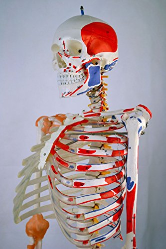 Wellden Product Anatomical Human Muscular Skeleton Model, w/Ligament, Numbered, Life Size 170cm