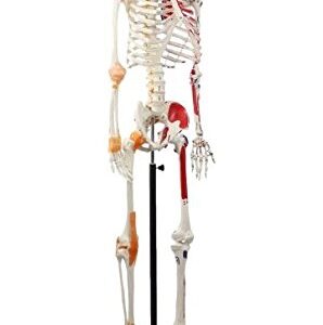 Wellden Product Anatomical Human Muscular Skeleton Model, w/Ligament, Numbered, Life Size 170cm