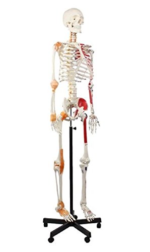 Wellden Product Anatomical Human Muscular Skeleton Model, w/Ligament, Numbered, Life Size 170cm