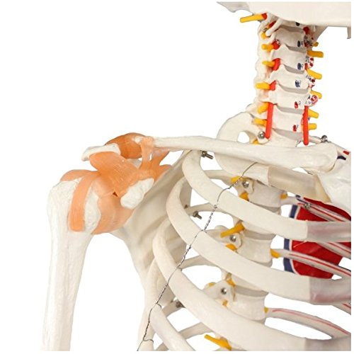 Wellden Product Anatomical Human Muscular Skeleton Model, w/Ligament, Numbered, Life Size 170cm