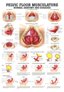 pelvic floor musculature laminated anatomy chart