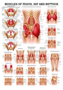 muscles of buttock, hip and pelvis laminated anatomy chart