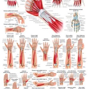 Anatomical Worldwide PO55E Muscles of The Hand Laminated Anatomy Chart