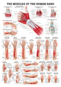 anatomical worldwide po55e muscles of the hand laminated anatomy chart