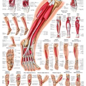 Muscles of The Foot Laminated Anatomy Chart