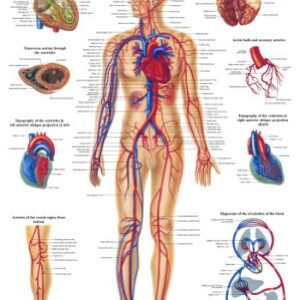 Anatomical Worldwide CH06 The Human Vascular System Laminated Anatomy Chart