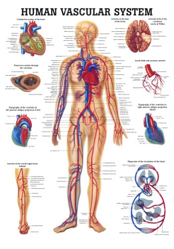 Anatomical Worldwide CH06 The Human Vascular System Laminated Anatomy Chart