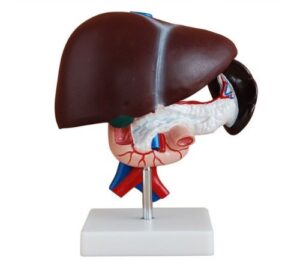 human life size liver, pancreas and duodenum simulation model medical anatomy type:yr-h-xc-311