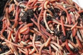 BESTBAIT 1 LB. European Nightcrawlers Approx. 250-300 Count Composting Worms Fishing Worms