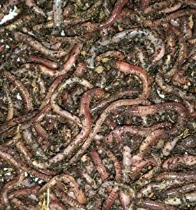 BESTBAIT 1 LB. European Nightcrawlers Approx. 250-300 Count Composting Worms Fishing Worms