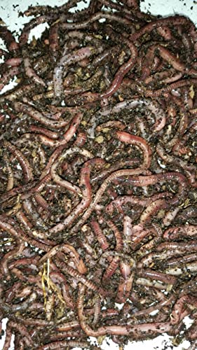 BESTBAIT 1 LB. European Nightcrawlers Approx. 250-300 Count Composting Worms Fishing Worms