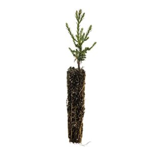 giant sequoia | small tree seedling | the jonsteen company