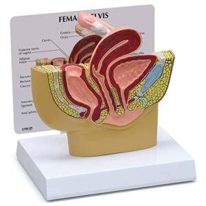 gpi anatomicals - female pelvis model | human body anatomy replica of female pelvis for doctors office educational tool