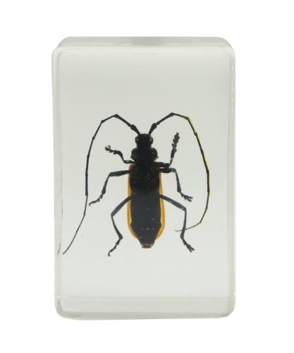 Celestron 44407 3D Bug Specimen Kit #1 (Black, Brown, Yellow)