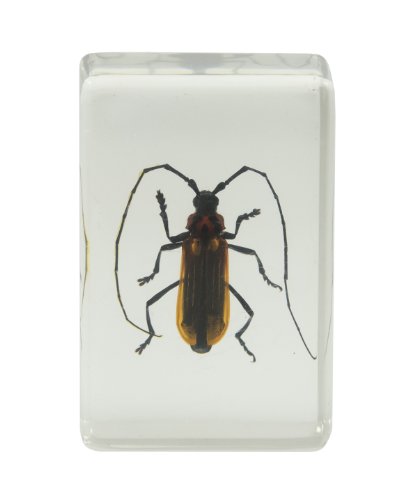 Celestron 44407 3D Bug Specimen Kit #1 (Black, Brown, Yellow)