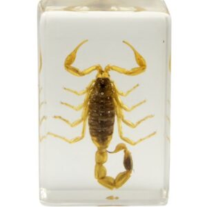 Celestron 44407 3D Bug Specimen Kit #1 (Black, Brown, Yellow)