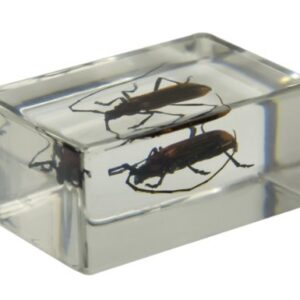 Celestron 44407 3D Bug Specimen Kit #1 (Black, Brown, Yellow)