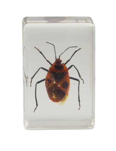 Celestron 44407 3D Bug Specimen Kit #1 (Black, Brown, Yellow)