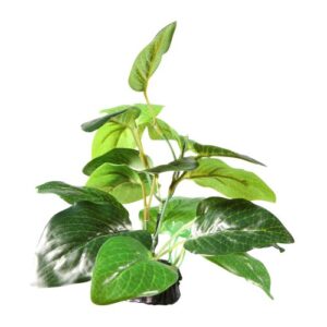fluval samolus sword plant