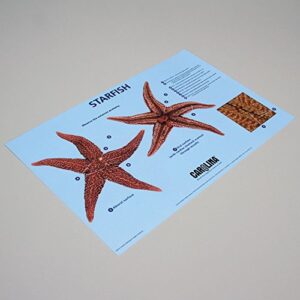 carolina starfish dissection mat