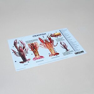 carolina crayfish dissection mat