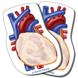 Heart Sticking Notes, Human Heart 2 Pack-100 Sheets Per Pack Physician, Cardiologists, Cardiovascular, pulmanary