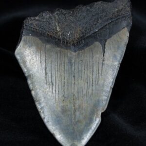 Fossil Megalodon Tooth (4.01 Inches Long)