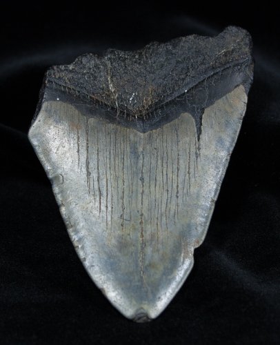 Fossil Megalodon Tooth (4.01 Inches Long)