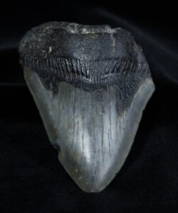 fossil megalodon tooth (4.01 inches long)
