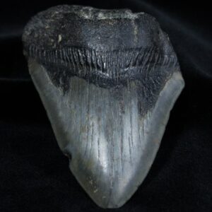 Fossil Megalodon Tooth (4.01 Inches Long)