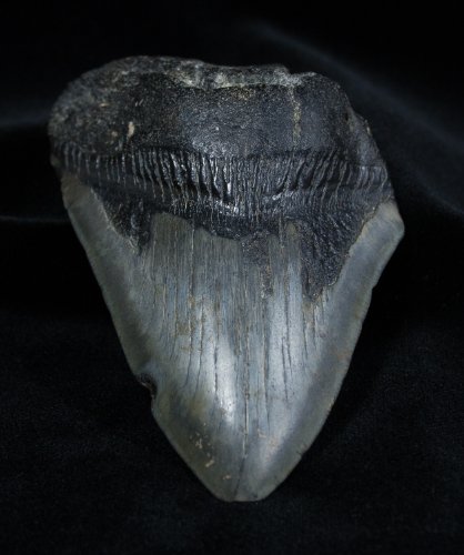 Fossil Megalodon Tooth (4.01 Inches Long)