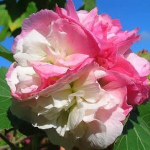 Hibiscus Mutabilis 1 Cuttings (Mix Color ) Perennial 8 Inch Cutting Unrooted